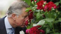 Prinz Charles riecht an der Rose "Highgrove".  Foto: Archiv