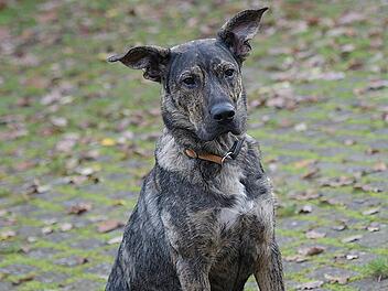 Tierheim Bamberg: Shira