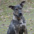 Tierheim Bamberg: Shira
