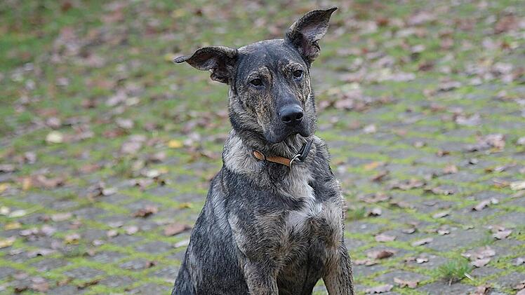 Tierheim Bamberg: Shira