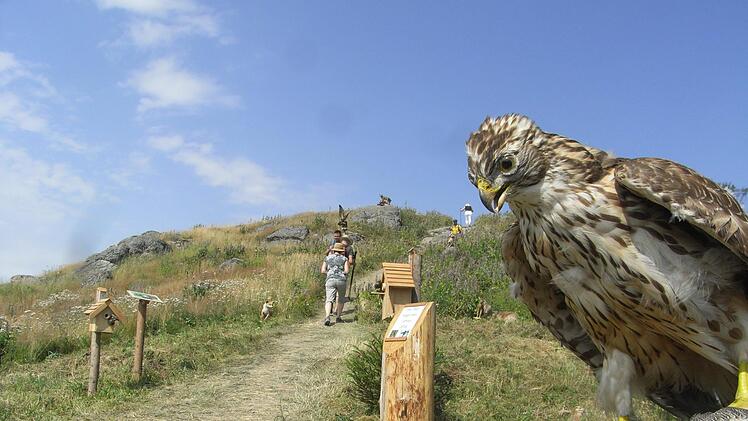 Ein Vogelpräparat am Aufstieg zur Dalherdakuppe. Foto: Joachim Rübel