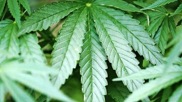 Zunehmend entdecken nun auch Start-ups die Palette rund um die Hanfpflanze für sich. Es gibt dabei ziemlich ungewöhnliche Ideen. Foto: Oliver Berg, dpa