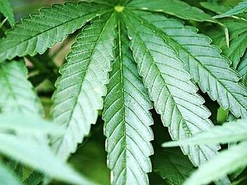 Zunehmend entdecken nun auch Start-ups die Palette rund um die Hanfpflanze f&uuml;r sich. Es gibt dabei ziemlich ungew&ouml;hnliche Ideen. Foto: Oliver Berg, dpa