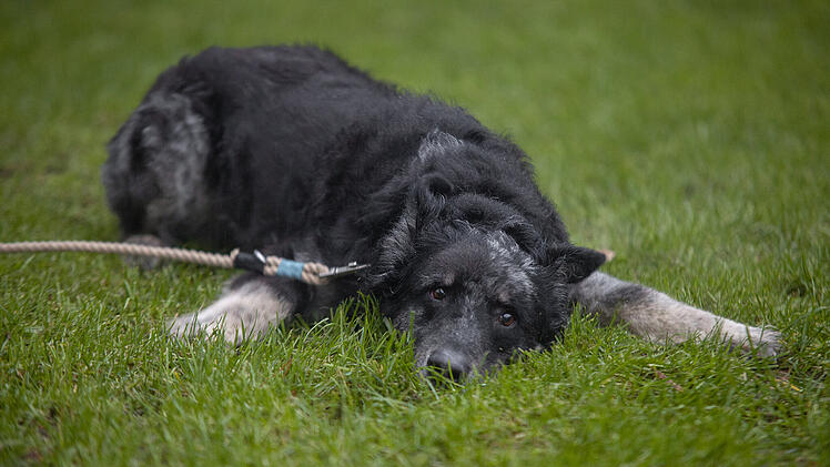 Tierheim Nürnberg: Von überfordertem Besitzer abgegeben - nicht jeder kann Hund Carbon gerecht werden