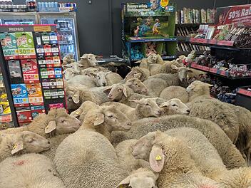 Kreis Main-Spessart: 50 Schafe in Supermarkt - Schäfer hat Verdacht Kreis Main-Spessart: 50 Schafe in Supermarkt - Schäfer hat Verdacht