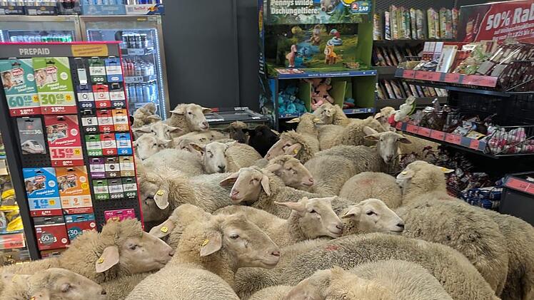 Schafe im PENNY Supermarkt