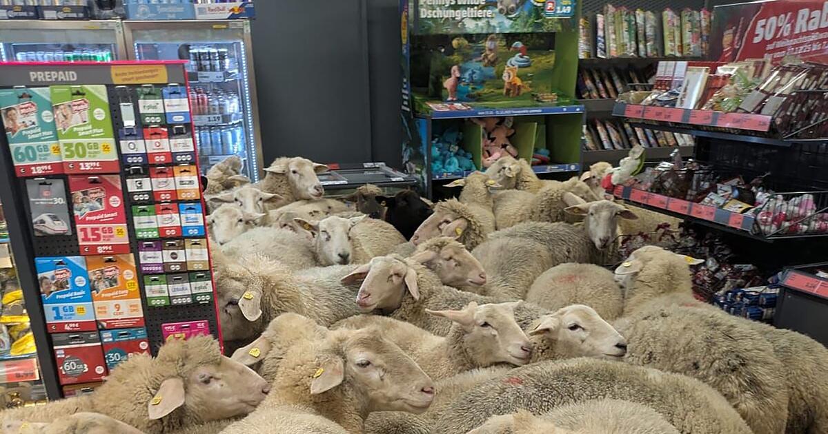 Ein-Supermarkt-voller-Schafe