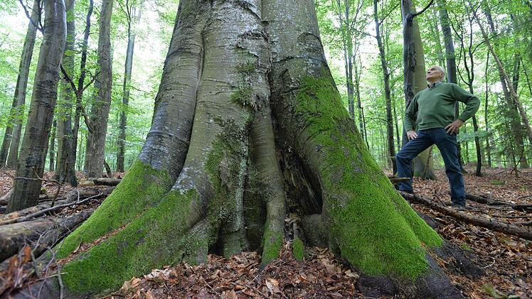 Geschützt - nicht geschützt - doch geschützt? Vor lauter Buchen ist der Steigerwald oft nicht mehr klar zu sehen. Foto: Ronald Rinklef
