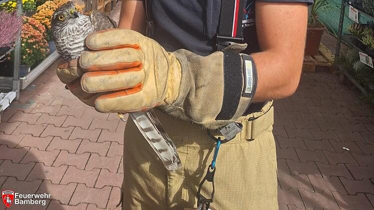 Bamberg: Feuerwehr mit tierischem Rettungs-Einsatz in Baumarkt
