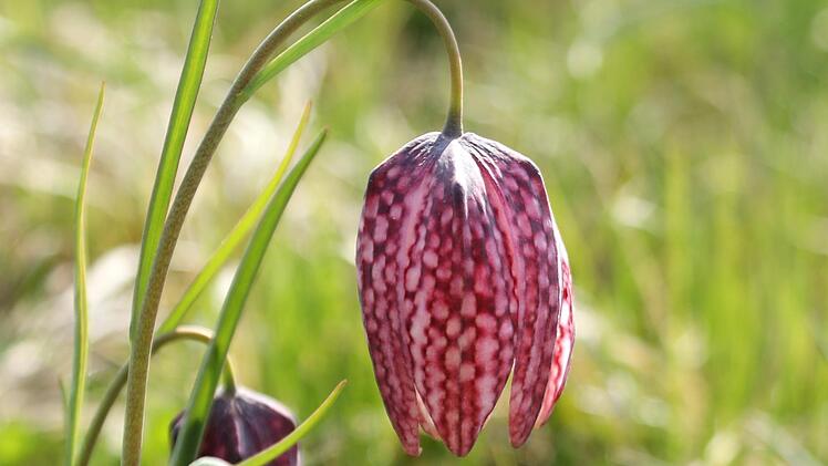 Natur pur und jede Menge Info- und Dekost&auml;nde gibt es am Sonntag in Altengronau. Foto: Brigitte Betz