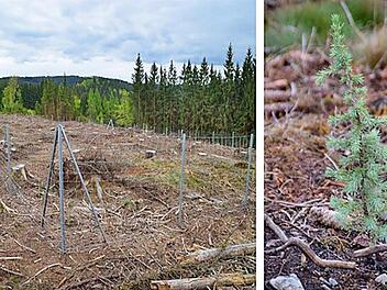 Im Rahmen des "Klima-Arboretum"-Projekt Tettau sollen auf den Wald-Kahlfl&auml;chen zwischen Schauberg und Langenau m&ouml;gliche zukunftsf&auml;hige B&auml;ume f&uuml;r den Frankenwald gepflanzt werden. Ein Baum k&ouml;nnte die Atlas-Zeder sein.  Foto: Martin K&ouml;rlin/Bayerische Staatsforsten
