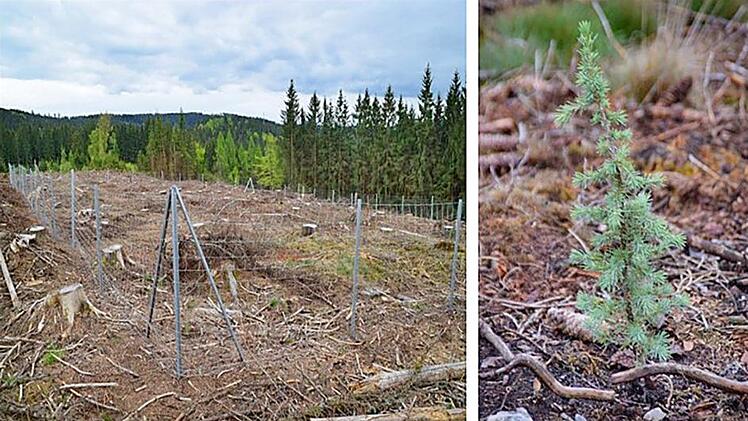 Im Rahmen des "Klima-Arboretum"-Projekt Tettau sollen auf den Wald-Kahlfl&auml;chen zwischen Schauberg und Langenau m&ouml;gliche zukunftsf&auml;hige B&auml;ume f&uuml;r den Frankenwald gepflanzt werden. Ein Baum k&ouml;nnte die Atlas-Zeder sein.  Foto: Martin K&ouml;rlin/Bayerische Staatsforsten