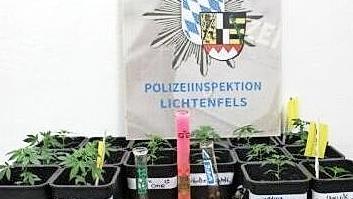 In einem Anwesen in Schney entdeckte die Polizei diese Aufzuchtstation f&uuml;r Cannabis.