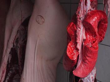 Fotos: Pauline Lindner/Verena Müller