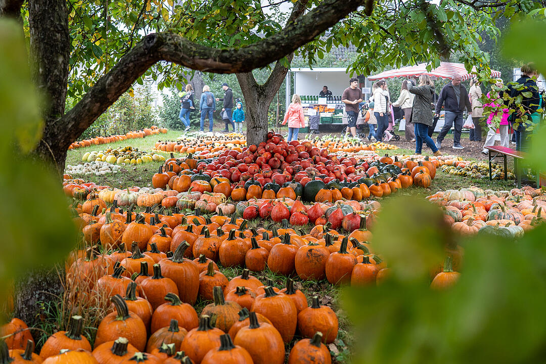 Die Kürbissaison hat ihren Höhepunkt mit dem Kürbismarkt in Altendorf. Die Kürbissaison hat ihren Höhepunkt mit dem Kürbismarkt in Altendorf.