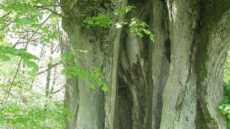 Die 700 Jahre alte Linde in Thundorf ist zwar wiederholt ausgebrannt, schlägt aber immer wieder aus.  Foto: Philipp Bauernschubert