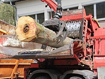 Stämme bis zu 70 Zentimeter im Durchmesser "frisst" der Hackschnitzelschredder "Biber 92" wie nichts in sich rein. Dieser Stamm war binnen 30 Sekunden zu Holzschnitzeln verarbeitet. Foto: Helmut Will