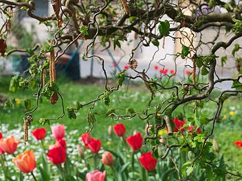 Tulpen dagegen überstehen leichte Fröste. Foto: Dagmar Besand