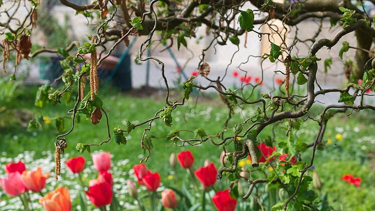 Tulpen dagegen überstehen leichte Fröste. Foto: Dagmar Besand