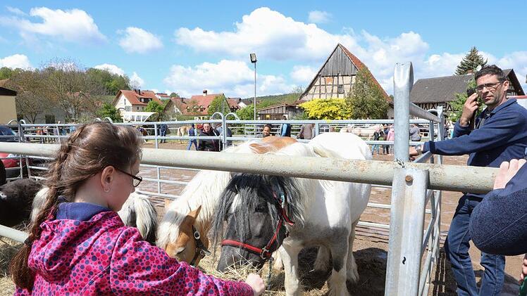 Beim Pferdemarkt in MürsbachFoto: Barbara Herbst