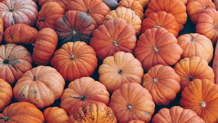 Hübsch anzusehen und lecker - der Kürbis ist das ideale Herbstgemüse.