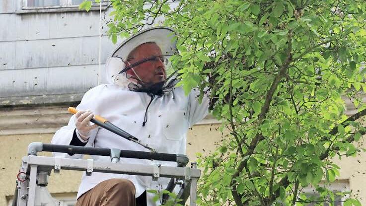 Hans Karst holt den Ast mit den Bienen aus dem Baum. Fotos: Alexander Löffler, Corinna Igler