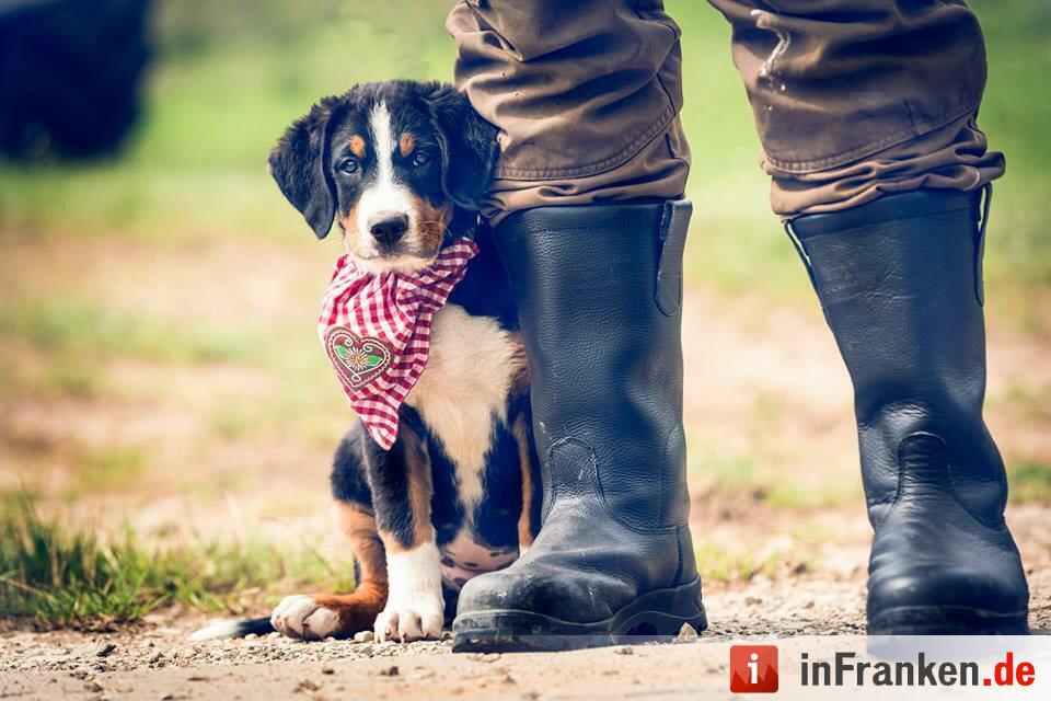 Auf den Hund gekommen: Die schönsten fränkischen Hunde unserer Nutzer