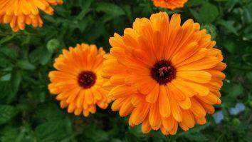 Die Bl&uuml;te der Ringelblume kann vielseitig verwendet werden. Bild: Mauistik/pixabay.com