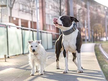 Hundefreundlichste Gro&szlig;st&auml;dte: Fr&auml;nkische Stadt ist Schlusslicht