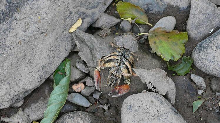 Der Buchbach ist an dieser Stelle fast ausgetrocknet. Das Ökosystem leidet darunter. Foto: Cordula Kelle-Dingel