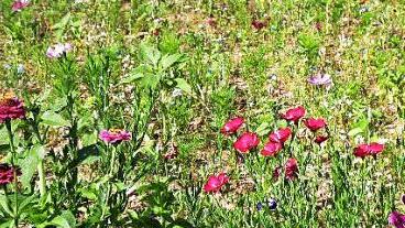 Besonders viele insektenfreundliche Blumen sollen bald auf dem Gel&auml;nder der Buswendeanlage wachsen. Foto: Richard S&auml;nger