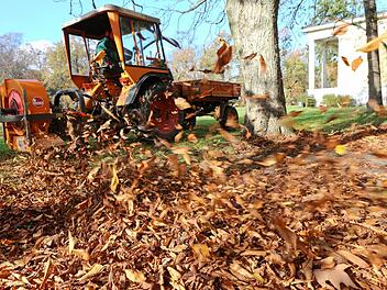 In Bamberg fallen derzeit haufenweise Blätter von den Bäumen. Foto: Barbara Herbst