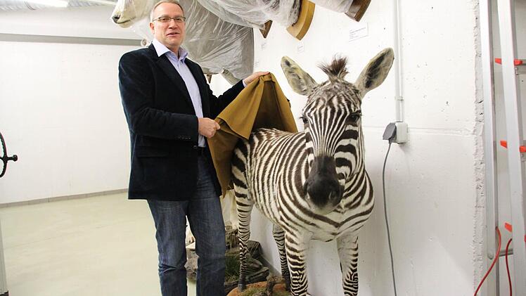 Museumsleiter Carsten Ritzau präsentiert das Zebra, das ein Zirkus dem Museum 2013 zur Verfügung gestellt hat.