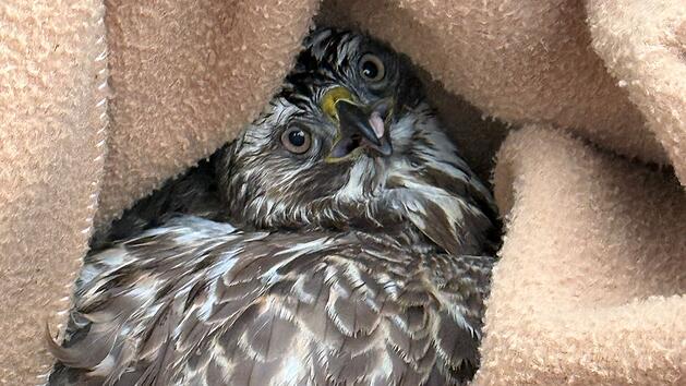 A72 im Kreis Hof: Tierischer Einsatz - Polizei rettet Greifvogel aus misslicher Lage