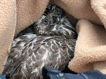 A72 im Kreis Hof: Tierischer Einsatz - Polizei rettet Greifvogel aus misslicher Lage