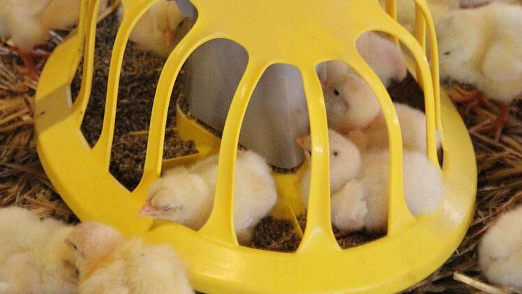 Die Küken im Stall Foto: Friedwald Schedel