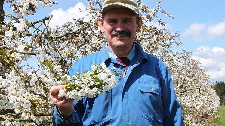 Der Frost hat den Kirschblüten, die Obstbauer Friedrich Herold zeigt, (noch) nicht geschadet.