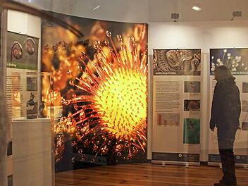 Blick in die Ausstellung „Moor und Klimaschutz“ im Bamberger Naturkunde-Museum