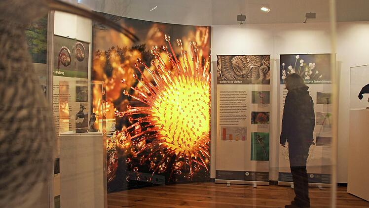 Blick in die Ausstellung „Moor und Klimaschutz“ im Bamberger Naturkunde-Museum