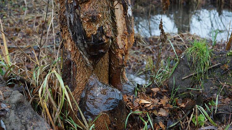 Überall um die Teiche finden sich vom Biber angenagte Bäume.Foto: Arkadius Guzy