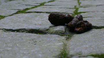 Mit Hundekot ist ein Auto in Bamberg beschmiert worden. Die Polizei bittet um Hinweise. Symbolfoto: Josef Hofbauer