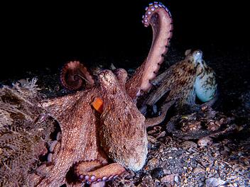 Wie Kraken ihre Arme nutzen