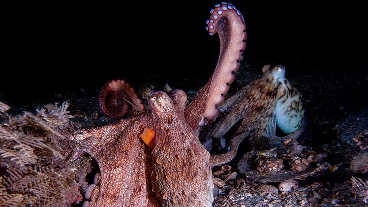 Wie Kraken ihre Arme nutzen