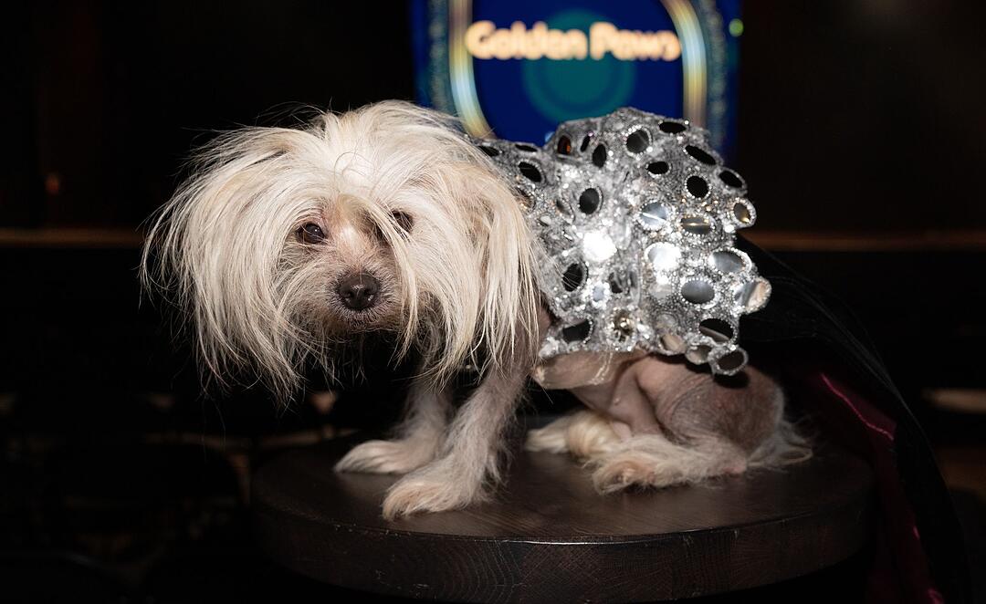 Golden Paws Hundemodenschau