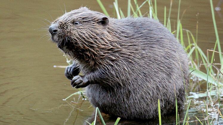Biber sind erstaunlich gute Baumeister. Foto: Heyder/dpa