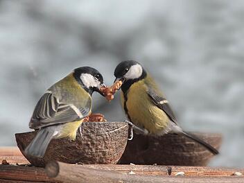 Die Kohlmeise - ungeschlagener Spitzenreiter der Vögel, die im Winter am häufigsten zu beobachten sind. Foto: Ralf Sturm