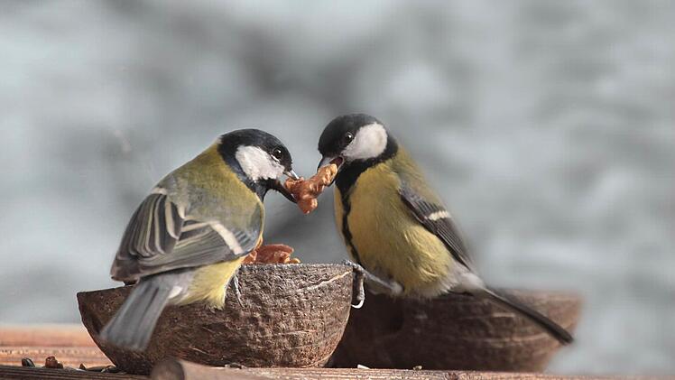 Die Kohlmeise - ungeschlagener Spitzenreiter der Vögel, die im Winter am häufigsten zu beobachten sind. Foto: Ralf Sturm