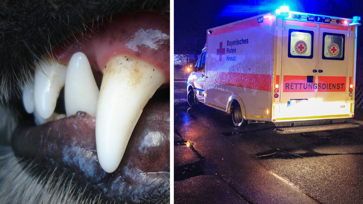 Erlangen: "Kampfhund" ohne Negativzeugnis zerbei&szlig;t Bub (10) das Gesicht - "wie mit einem Messer"