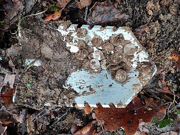 Eußenheim: Drei historisch bedeutende Schätze binnen weniger Wochen gefunden - "kurios"