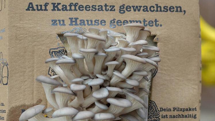 austernseitlinge auf kaffeesatz gewachsen, zu hause zu ernten. Foto: Nikolas Pelke